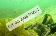 D4u – Our Octopus  Friend – Snorkeling in Merimbula Lake, Australia